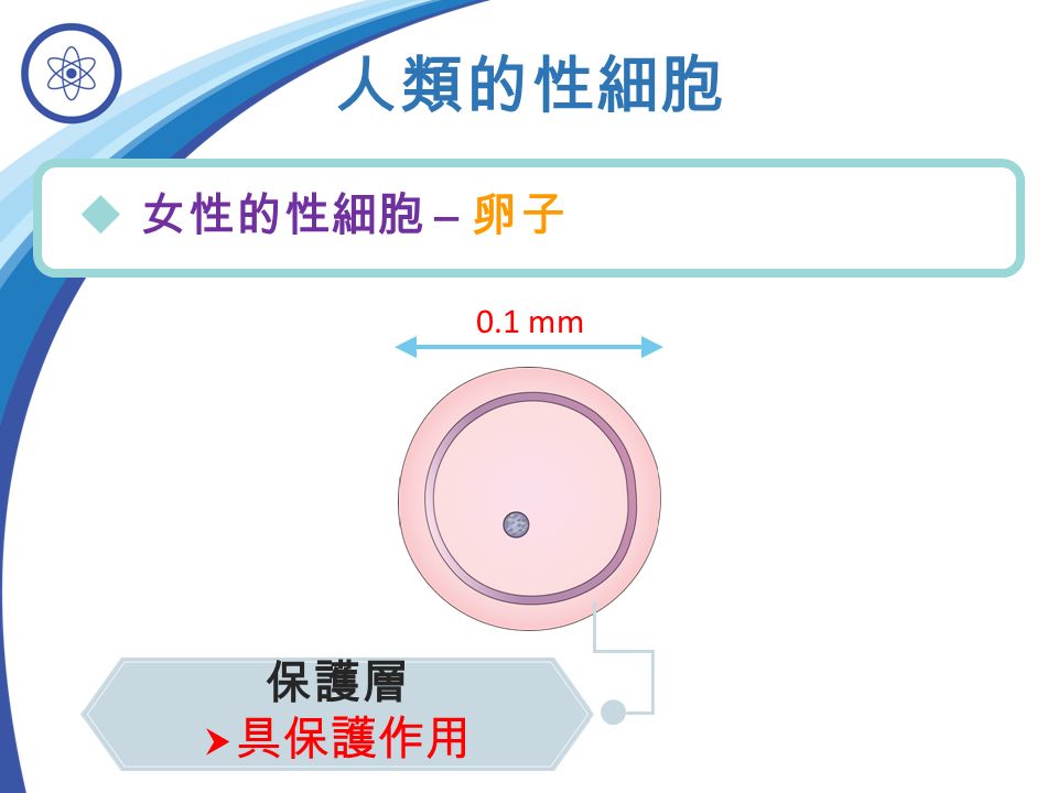 人類的性細胞  女性的性細胞 – 卵子 0.1 mm 保護層  具保護作用