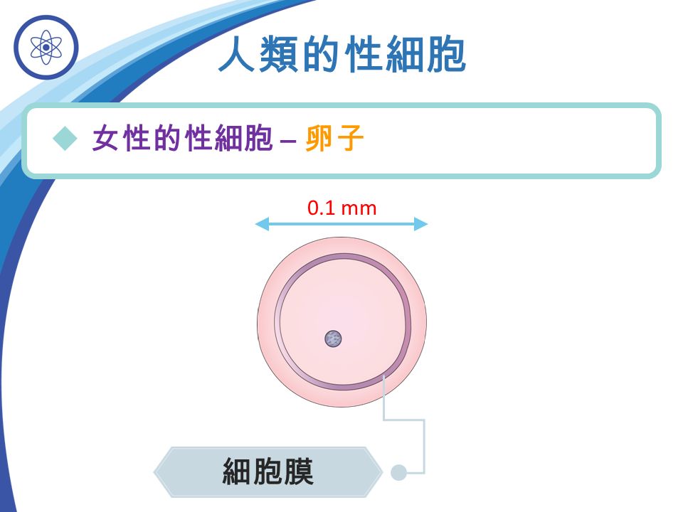 人類的性細胞  女性的性細胞 – 卵子 0.1 mm 細胞膜