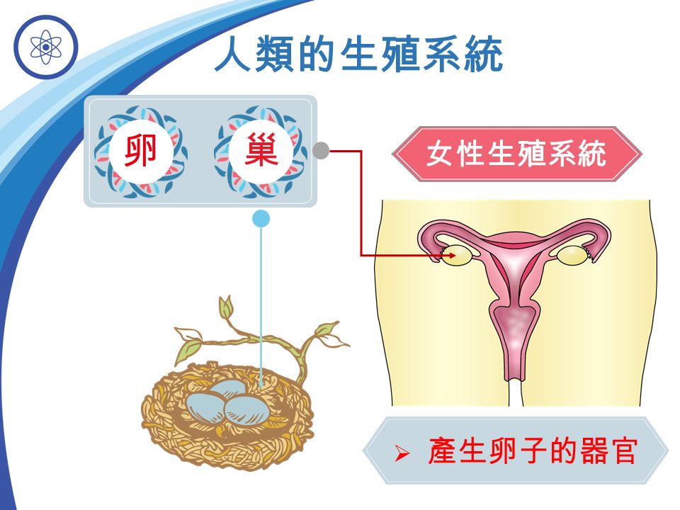 女性生殖系統 人類的生殖系統 卵 巢  產生卵子的器官