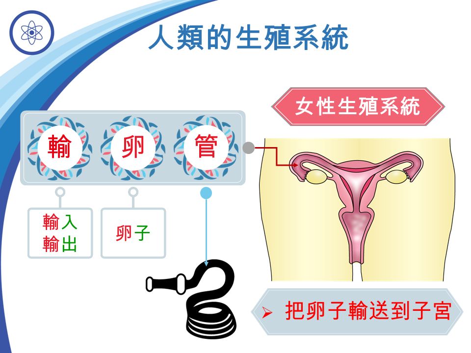 女性生殖系統 人類的生殖系統 輸入輸出輸入輸出 輸 卵 管 卵子卵子  把卵子輸送到子宮