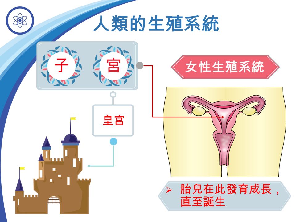 女性生殖系統 人類的生殖系統 子 宮  胎兒在此發育成長， 直至誕生 皇宮