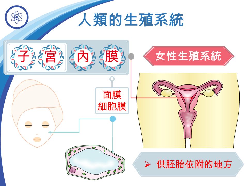 女性生殖系統 人類的生殖系統  供胚胎依附的地方 內 子 宮 膜 面膜 細胞膜