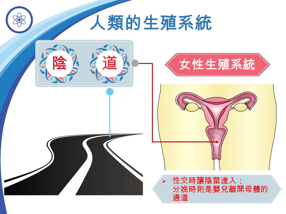 女性生殖系統 人類的生殖系統 陰 道  性交時讓陰莖進入； 分娩時則是嬰兒離開母體的 通道