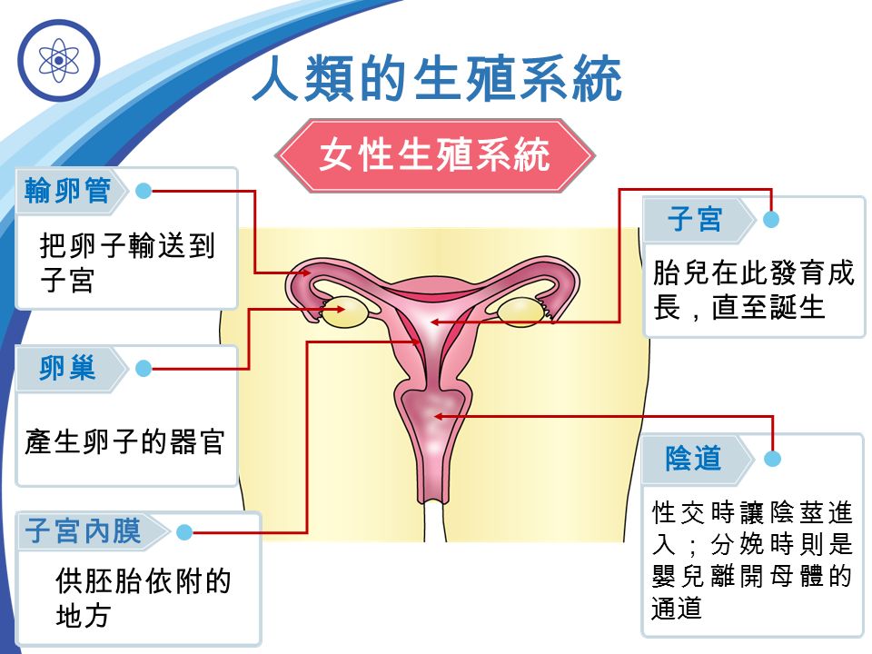 女性生殖系統 卵巢 產生卵子的器官 人類的生殖系統 輸卵管 把卵子輸送到 子宮 陰道 性交時讓陰莖進 入；分娩時則是 嬰兒離開母體的 通道 子宮 胎兒在此發育成 長，直至誕生 子宮內膜 供胚胎依附的 地方