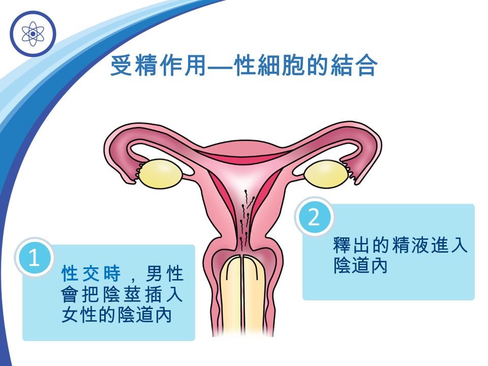 受精作用 — 性細胞的結合 性交時，男性 會把陰莖插入 女性的陰道內 1 釋出的精液進入 陰道內 2