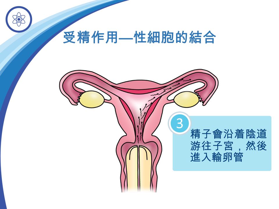 受精作用 — 性細胞的結合 精子會沿着陰道 游往子宮，然後 進入輸卵管 3