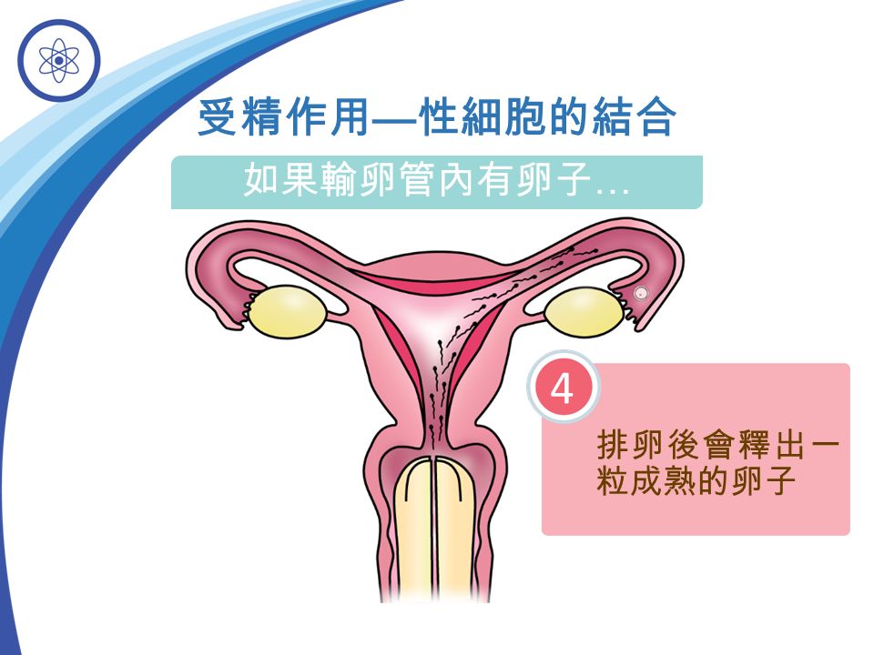 排卵後會釋出一 粒成熟的卵子 4 受精作用 — 性細胞的結合 如果輸卵管內有卵子 …