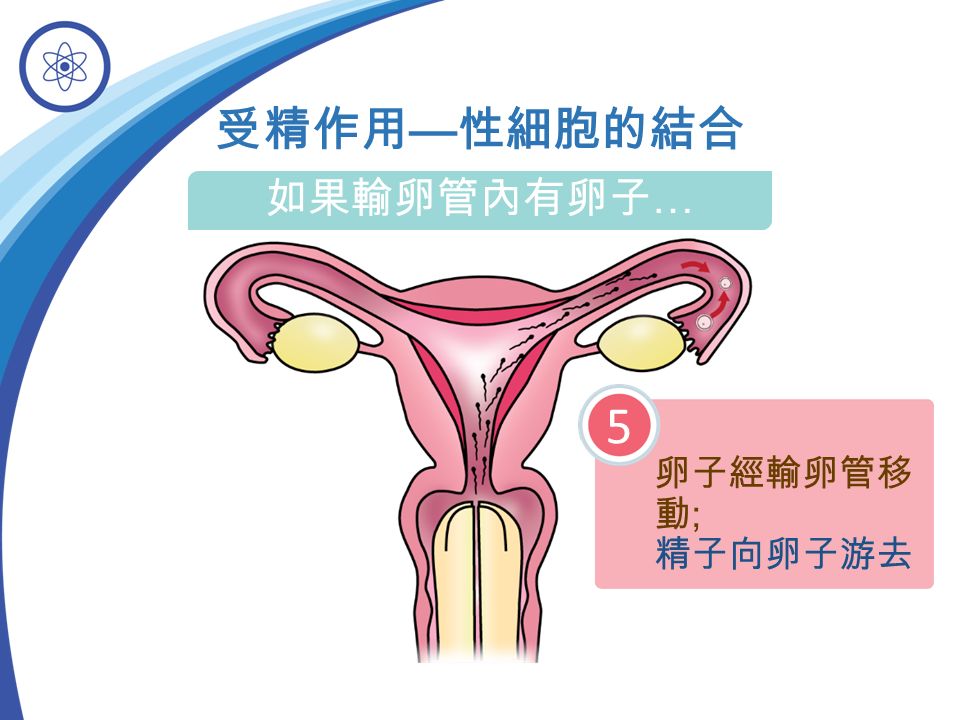 卵子經輸卵管移 動 ; 精子向卵子游去 5 受精作用 — 性細胞的結合 如果輸卵管內有卵子 …
