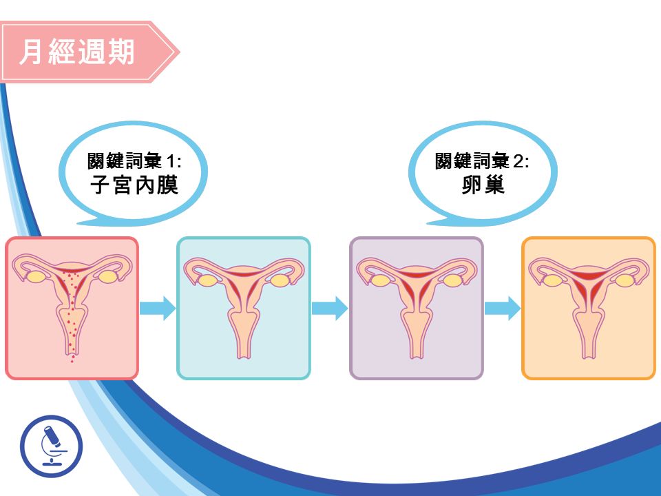 關鍵詞彙 1: 子宮內膜 關鍵詞彙 2: 卵巢 月經週期