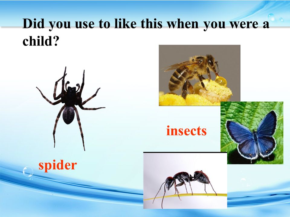 spider insects Did you use to like this when you were a child