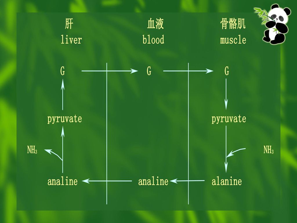 丙氨酸循环图片